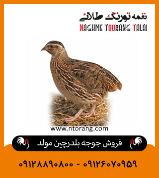 فروش جوجه بلدرچین مولد  